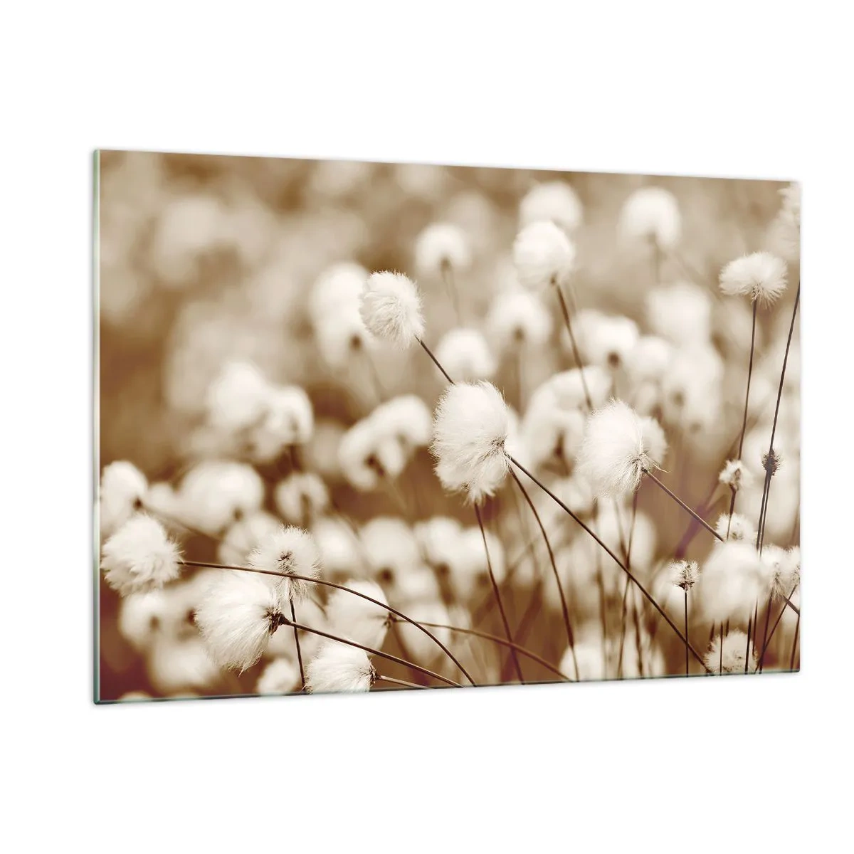 Glasbild - Bild auf glas - Ein Feld mit flauschigem Gras in Sepiatönen - 120x80cm - Flauschiges Kornfeld - Moderne Wanddekoration für Wohnzimmer und Schlafzimmer ARTTOR