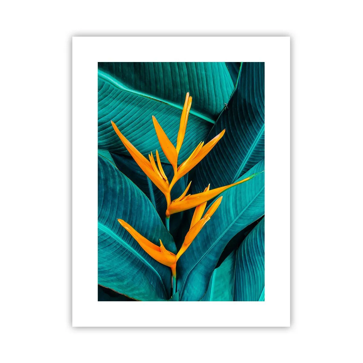 Poster - Eden-Blume - 30x40 cm