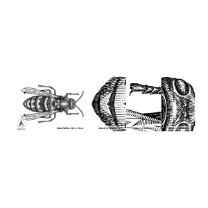 Fototapeten Muster Selbstklebend Deluxe Sticker - Von einem Insektenplaneten - Wespe, Insekt, Minimalistisch - 100x30 cm