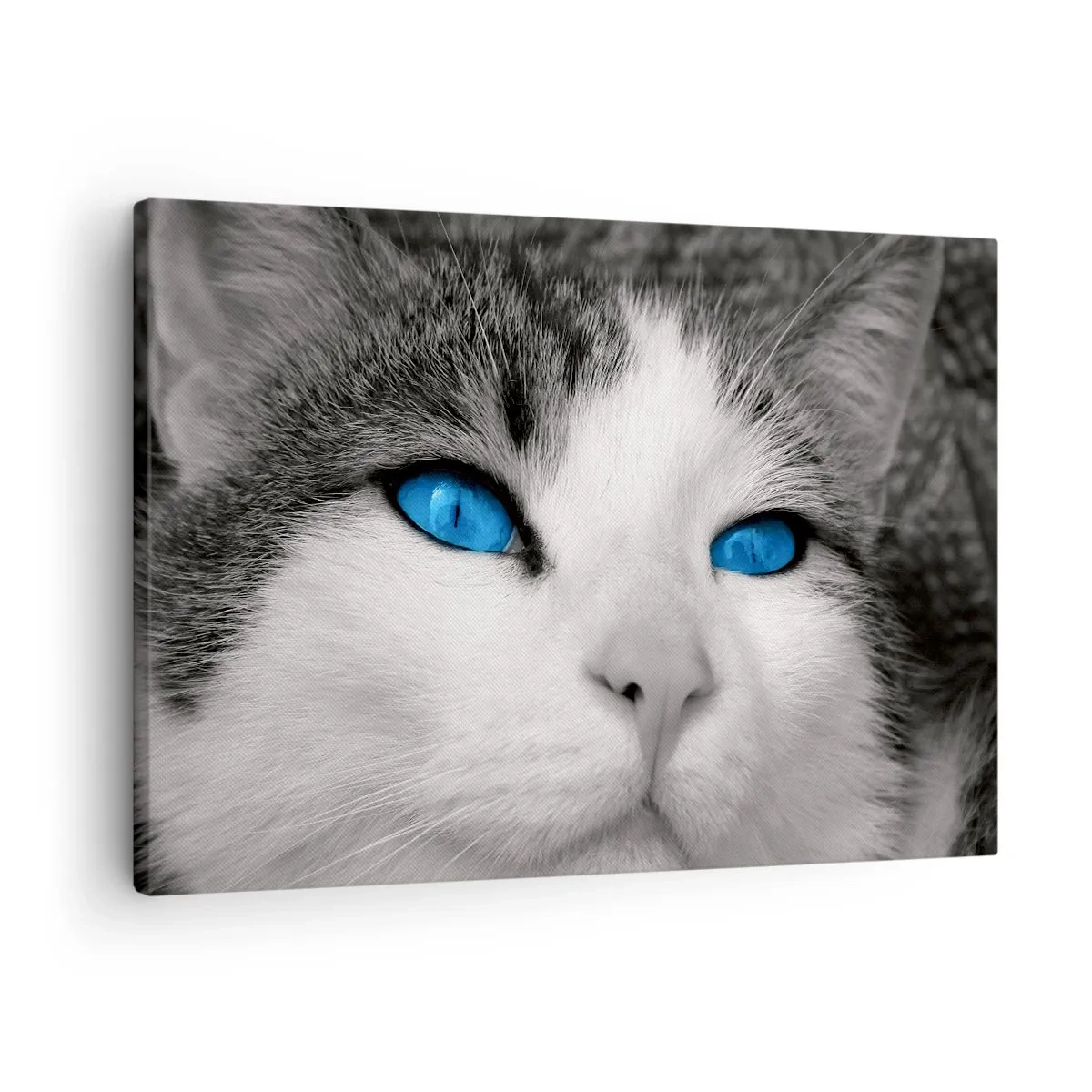 Bild auf Leinwand - Leinwandbild - Porträt einer Katze mit blauen Augen im Schwarz-Weiß-Stil - 70x50cm - Ungewöhnlich blauäugig - Moderne Wanddekoration für Wohnzimmer und Schlafzimmer ARTTOR