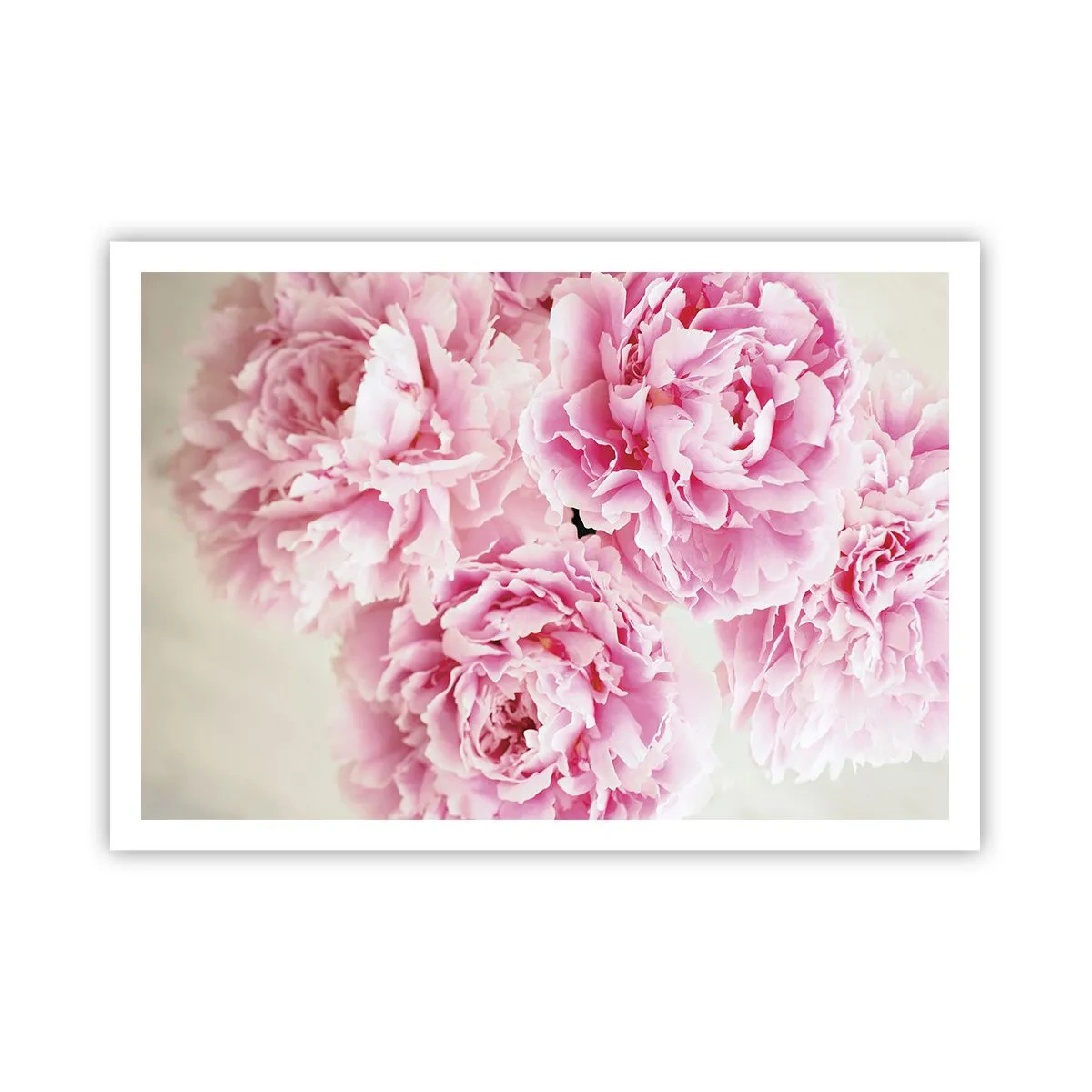 Poster - Ein Strauß rosa Pfingstrosen auf hellem Hintergrund - 100x70cm - In rosa Glamour - Moderne Wanddekoration für Wohnzimmer und Schlafzimmer ARTTOR