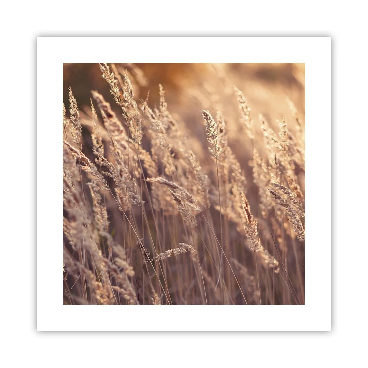 Poster - Bereit, den Herbst willkommen zu heißen - 40x40 cm