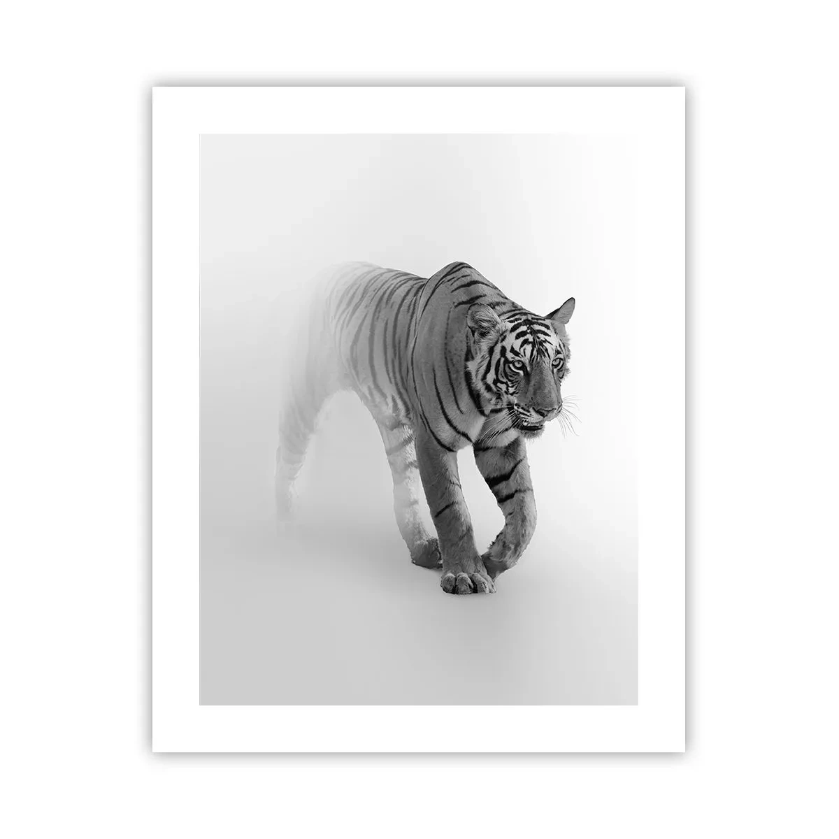 Poster - Im Nebel gelauert - 40x50 cm