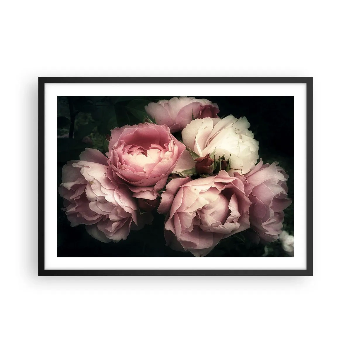 Poster in einem schwarzem Rahmen - Ein Strauß Rosen in zarten Rosa- und Weißtönen - 70x50cm - Der Charme der Belle Epoque - Moderne Wanddekoration für Wohnzimmer und Schlafzimmer ARTTOR