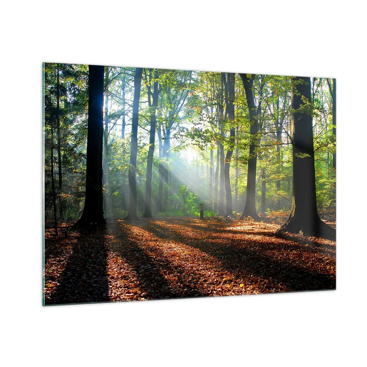 Glasbild - Bild auf glas - Ein Wald in den Strahlen der Sonne in einer Herbstlandschaft - 100x70cm - Licht und Schatten - Moderne Wanddekoration für Wohnzimmer und Schlafzimmer ARTTOR