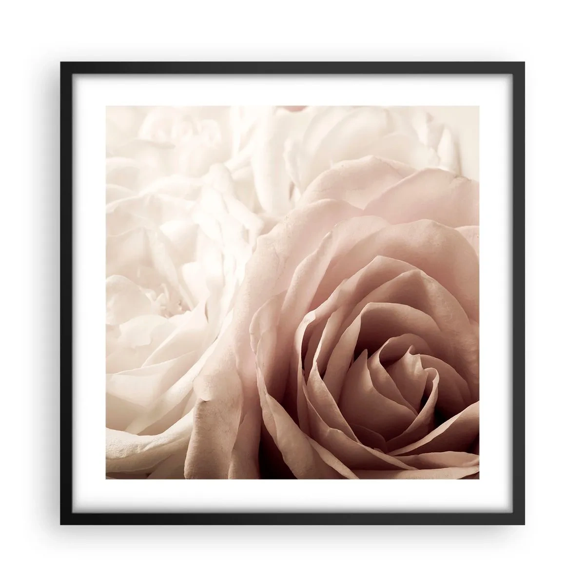 Poster in einem schwarzem Rahmen - Im Herzen der Rose - 50x50 cm
