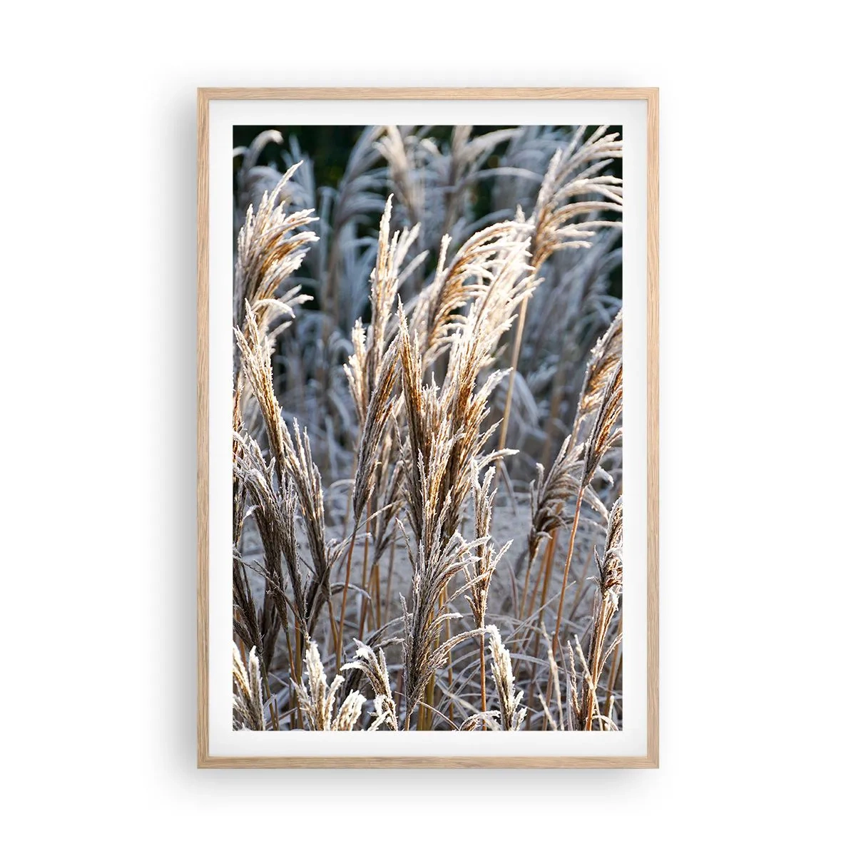 Poster in einem Rahmen aus heller Eiche - Gekleidet mit Frost - 61x91 cm