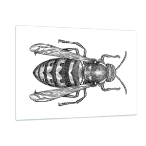 Glasbild - Bild auf glas - Schwarz-weiße Retro-Illustration einer Wespe auf weißem Hintergrund - 120x80cm - Von einem Insektenplaneten - Moderne Wanddekoration für Wohnzimmer und Schlafzimmer ARTTOR