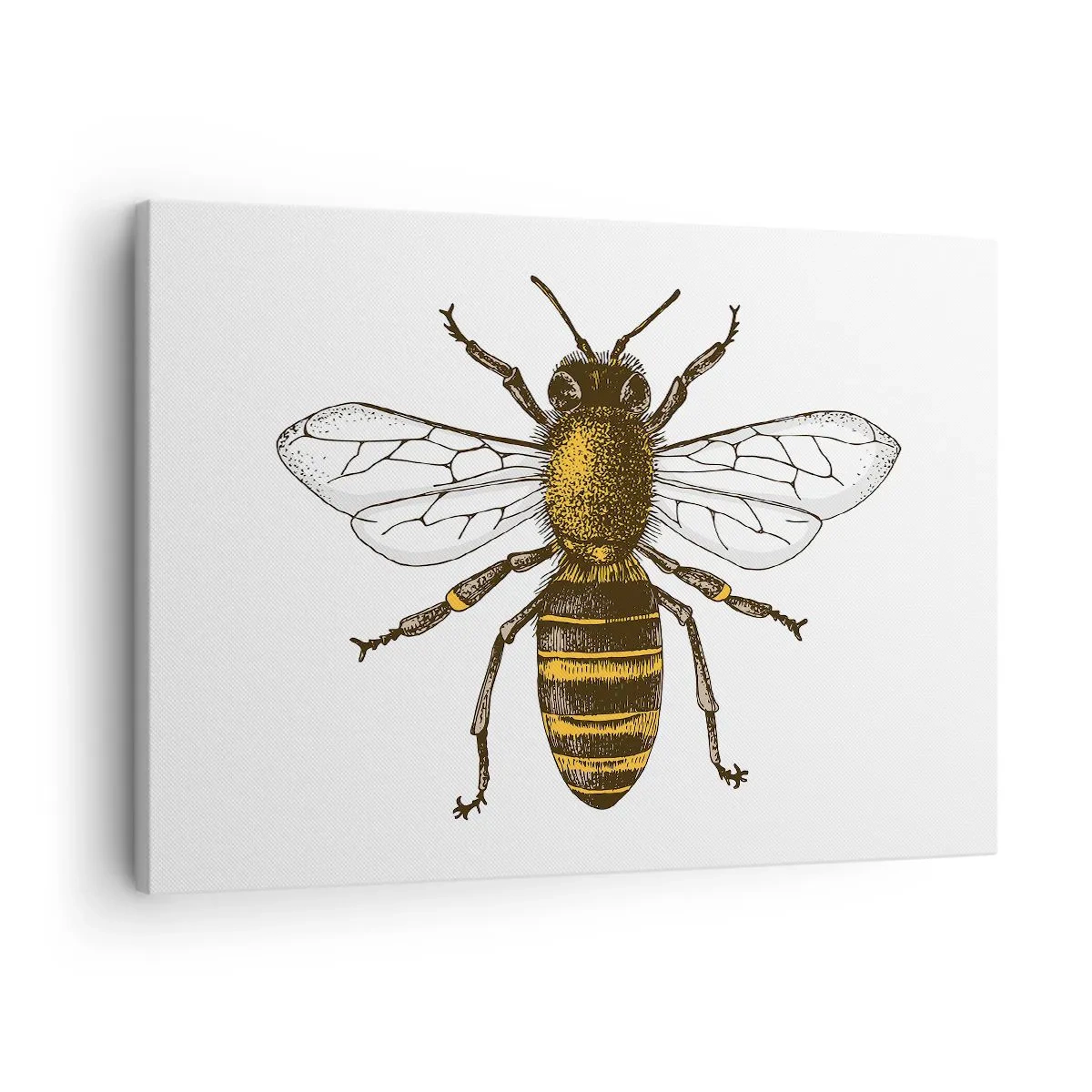 Bild auf Leinwand - Leinwandbild - Detaillierte Darstellung einer Biene auf weißem Hintergrund - 70x50cm - Schön und gut - Moderne Wanddekoration für Wohnzimmer und Schlafzimmer ARTTOR