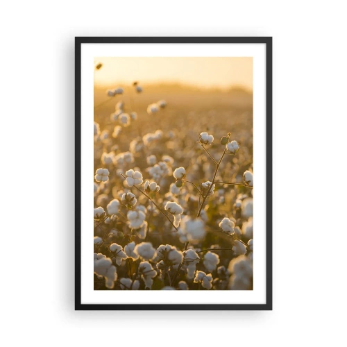 Poster in einem schwarzem Rahmen - Ein Baumwollfeld im warmen Licht der untergehenden Sonne - 50x70cm - Fluffiges Feld - Moderne Wanddekoration für Wohnzimmer und Schlafzimmer ARTTOR