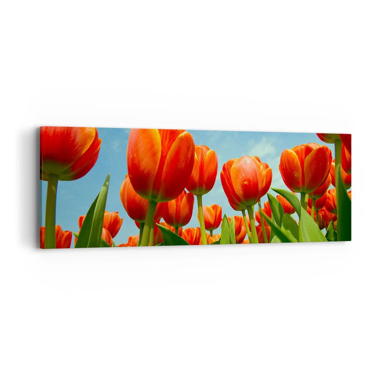 Bild auf Leinwand - Leinwandbild - Außer dem blauen Himmel brauchen sie nichts in ihrem Leben - 90x30 cm