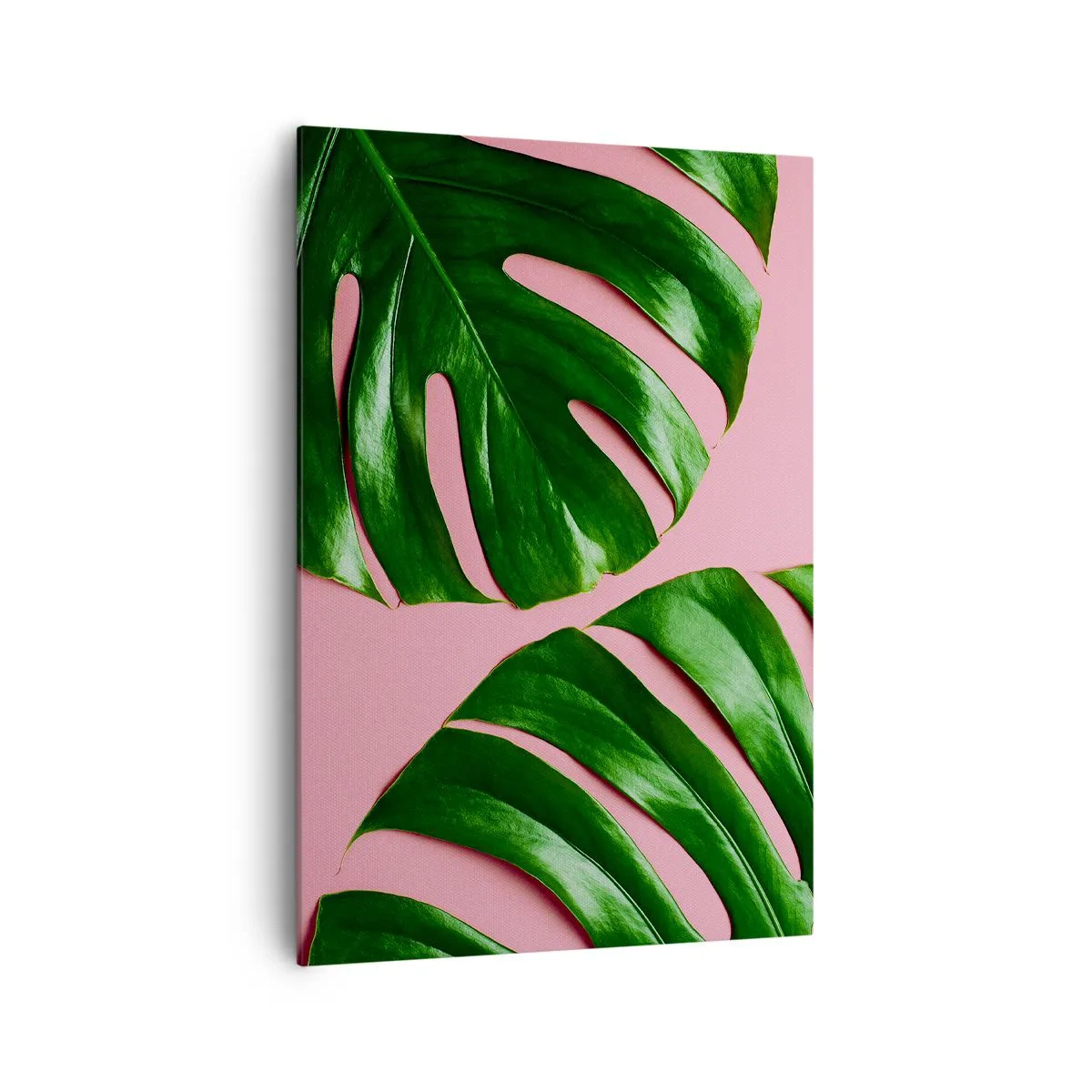 Bild auf Leinwand - Leinwandbild - Grüne Monstera-Blätter auf rosa Hintergrund - 70x100cm - Rendezvous im Grünen - Moderne Wanddekoration für Wohnzimmer und Schlafzimmer ARTTOR