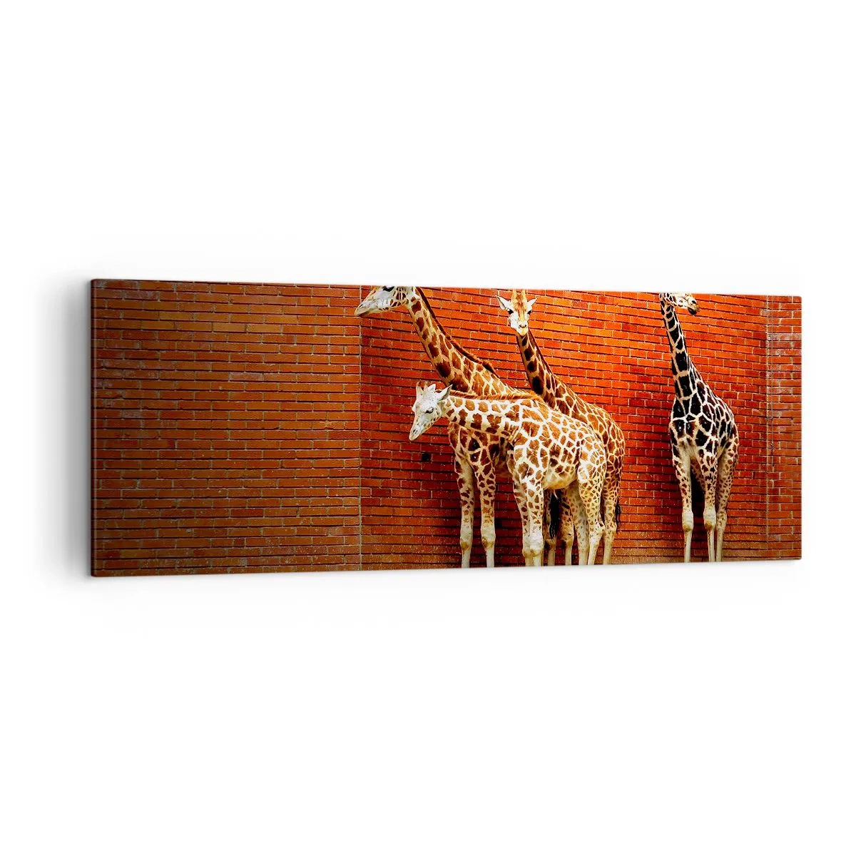 Bild auf Leinwand - Leinwandbild - Vier Giraffen vor einer Ziegelwand in künstlerischer Umgebung - 140x50cm - Sehen Sie Akazien? - Moderne Wanddekoration für Wohnzimmer und Schlafzimmer ARTTOR