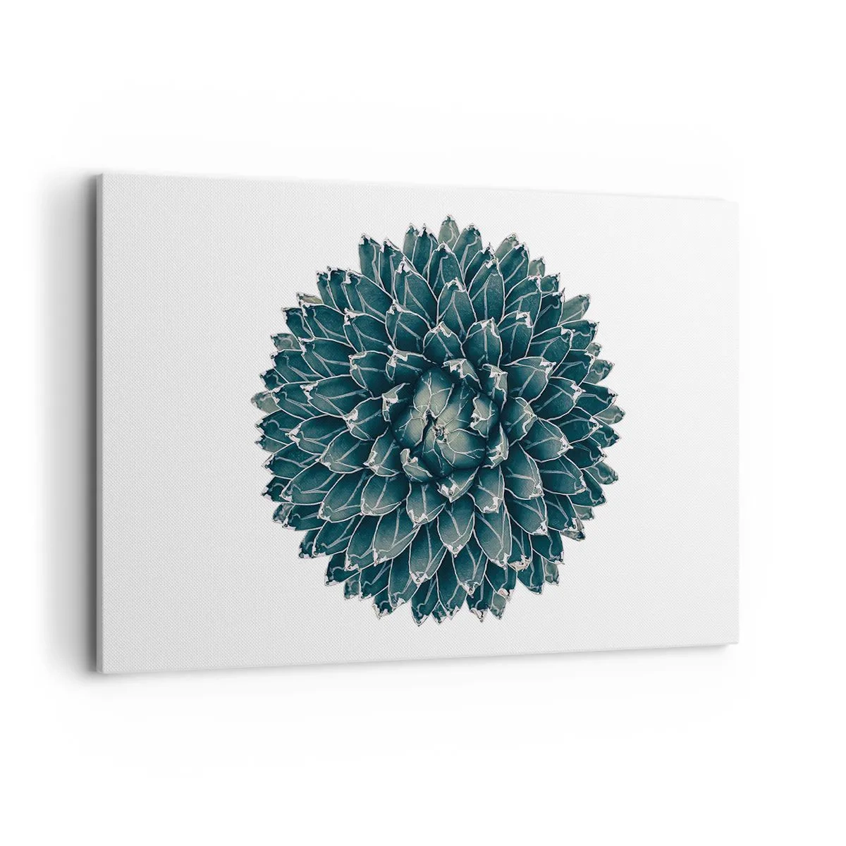 Bild auf Leinwand - Leinwandbild - Symmetrische Sukkulente auf weißem Hintergrund - 120x80cm - Stern der Wüste - Moderne Wanddekoration für Wohnzimmer und Schlafzimmer ARTTOR