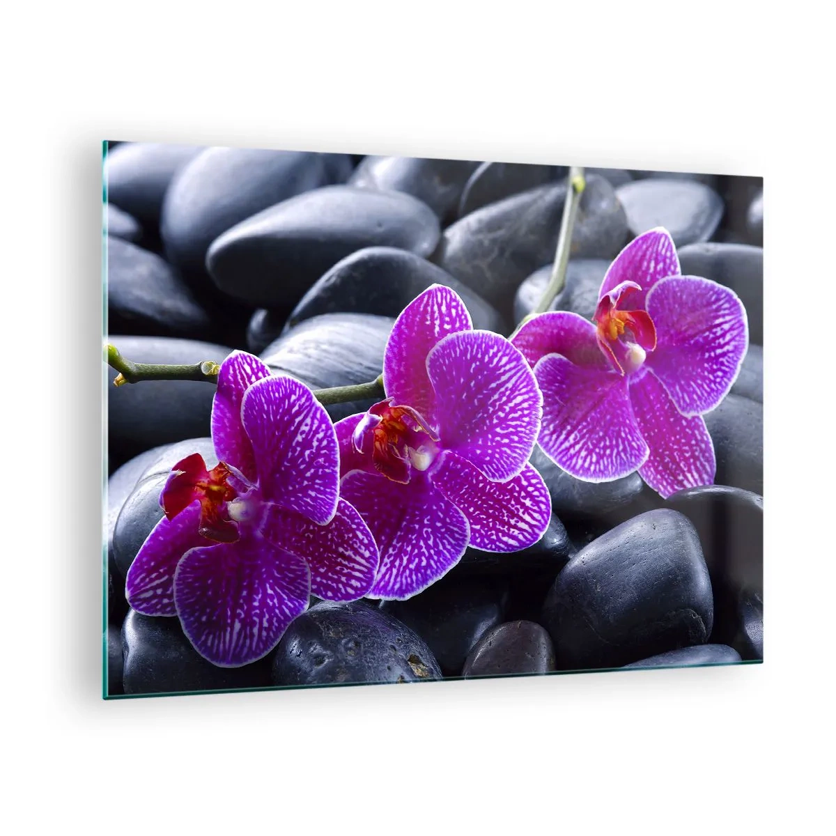 Glasbild - Bild auf glas - Lila Orchideen vor einem Hintergrund aus glatten Steinen - 70x50cm - Die Steine