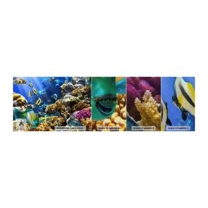 Fototapeten Muster Premium Sand - Viel Verkehr auf dem Ferienweg - Korallenriff, Ozean, Fisch - 100x30 cm