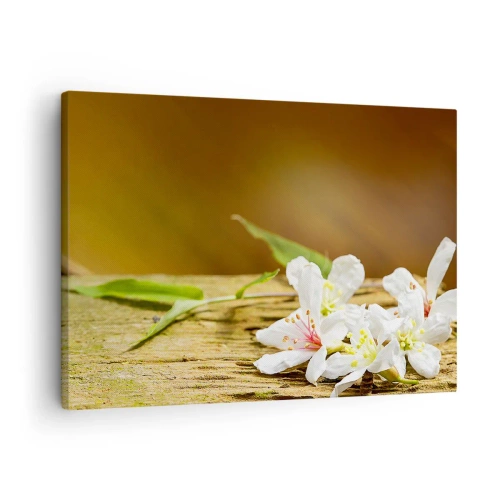 Bild auf Leinwand - Leinwandbild - Weiße Blumen auf einem hölzernen Hintergrund in natürlichem Licht - 70x50cm - Ein unschuldiges Versprechen - Moderne Wanddekoration für Wohnzimmer und Schlafzimmer ARTTOR