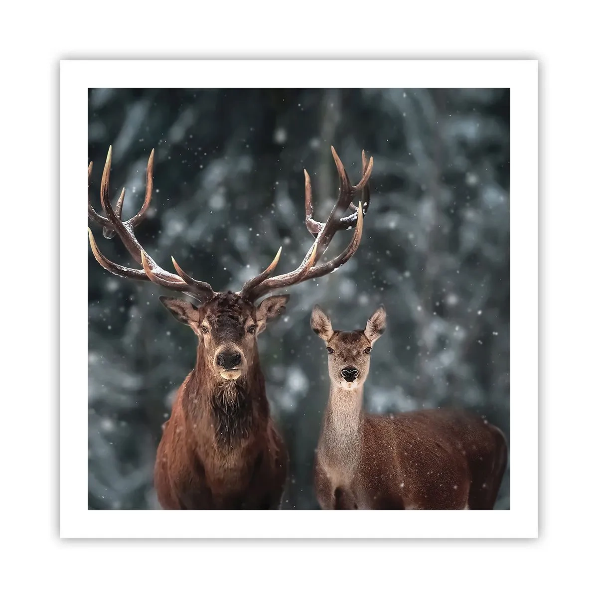 Poster - Herr des Waldes mit seiner Frau - 60x60 cm