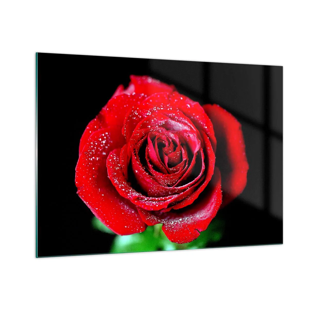Glasbild - Bild auf glas - Eine rote Rose mit Tautropfen bedeckt auf dunklem Hintergrund - 100x70cm - Das ist Liebe - Moderne Wanddekoration für Wohnzimmer und Schlafzimmer ARTTOR