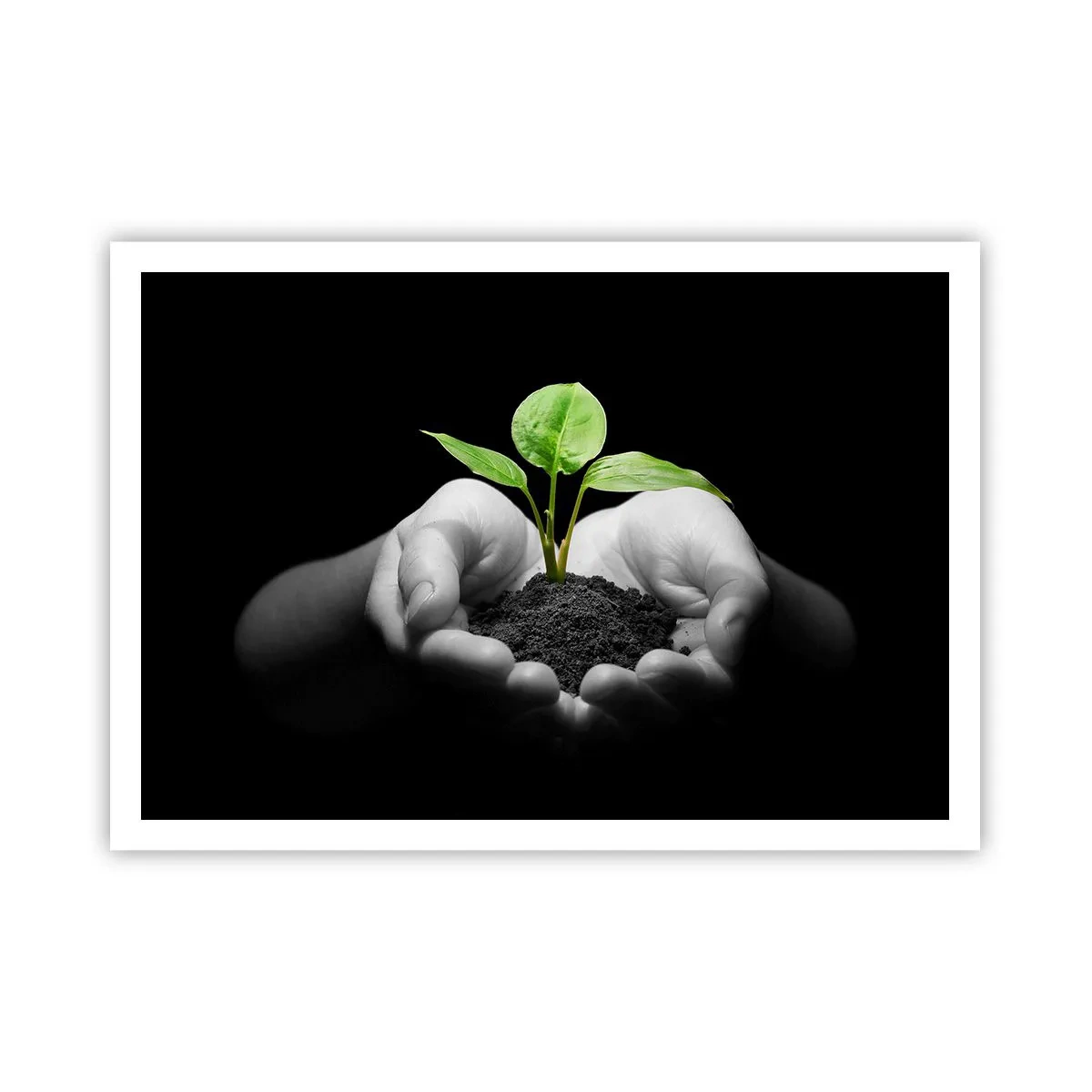 Poster - Hände halten eine grüne Pflanze auf schwarzem Hintergrund - 100x70cm - Ich liebe die Natur, ich beschütze sie - Moderne Wanddekoration für Wohnzimmer und Schlafzimmer ARTTOR