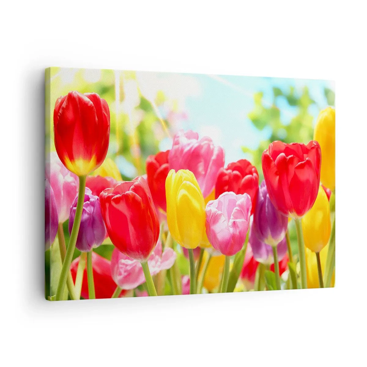 Bild auf Leinwand - Leinwandbild - Bunte Tulpen in voller Blüte vor einem Frühlingshintergrund - 70x50cm - Wir sind es, die Farben des Mais! - Moderne Wanddekoration für Wohnzimmer und Schlafzimmer ARTTOR