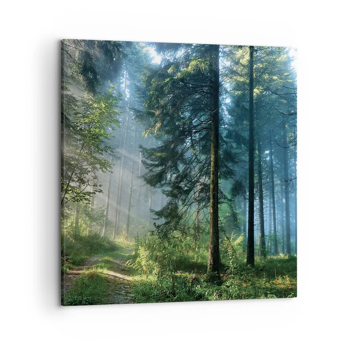 Bild auf Leinwand - Leinwandbild - Strahlend am Morgen - 50x50 cm