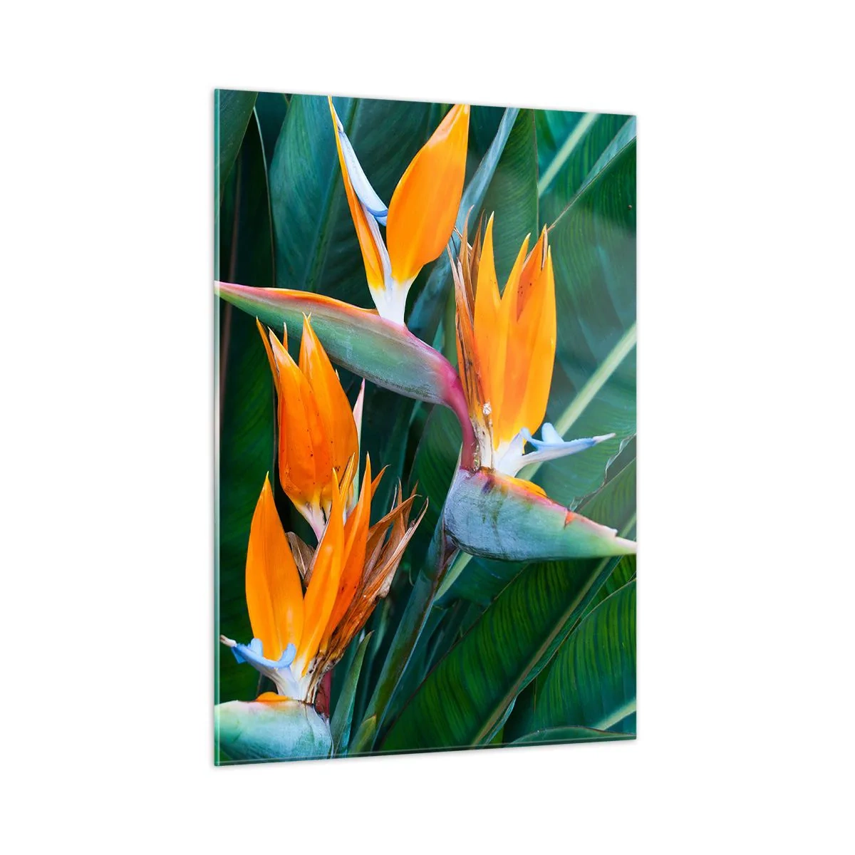 Glasbild - Bild auf glas - Exotische Strelitzienblüten zwischen großen grünen Blättern - 50x70cm - Ist es eine Blume oder ist es ein Vogel? - Moderne Wanddekoration für Wohnzimmer und Schlafzimmer ARTTOR