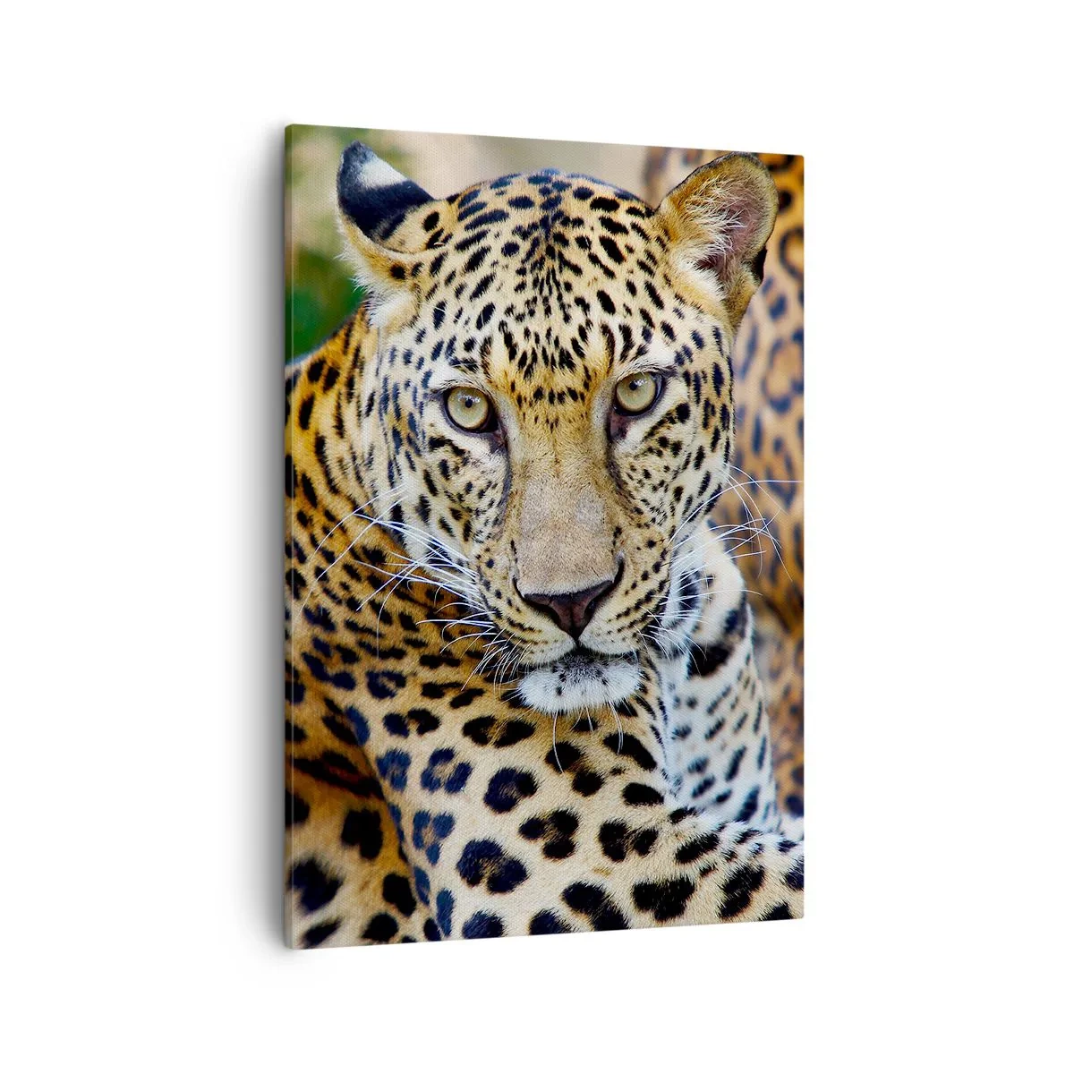 Bild auf Leinwand - Leinwandbild - Jaguar ruht in natürlicher Umgebung vor grünem Hintergrund. - 50x70cm - Wild und ruhig - Moderne Wanddekoration für Wohnzimmer und Schlafzimmer ARTTOR