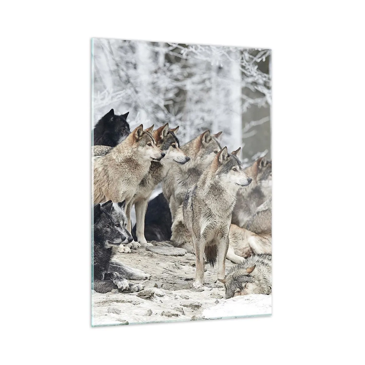 Glasbild - Bild auf glas - Ein Wolfsrudel im Winterwald - 50x70cm - Familie und Freunde - Moderne Wanddekoration für Wohnzimmer und Schlafzimmer ARTTOR