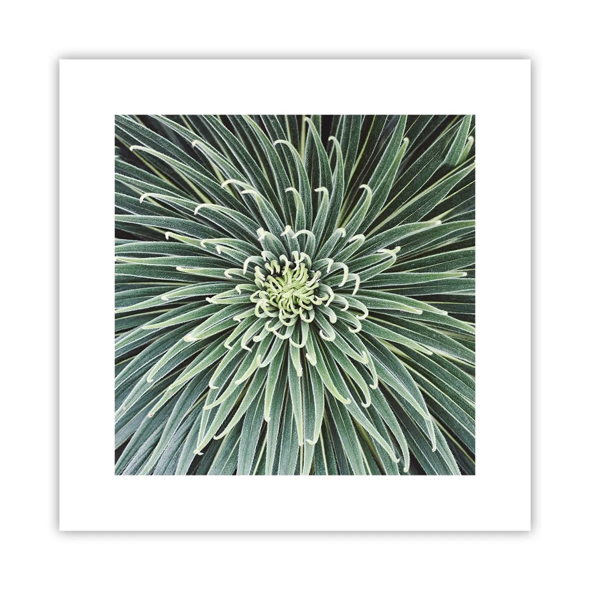 Poster - Ein Star ist geboren - 30x30 cm