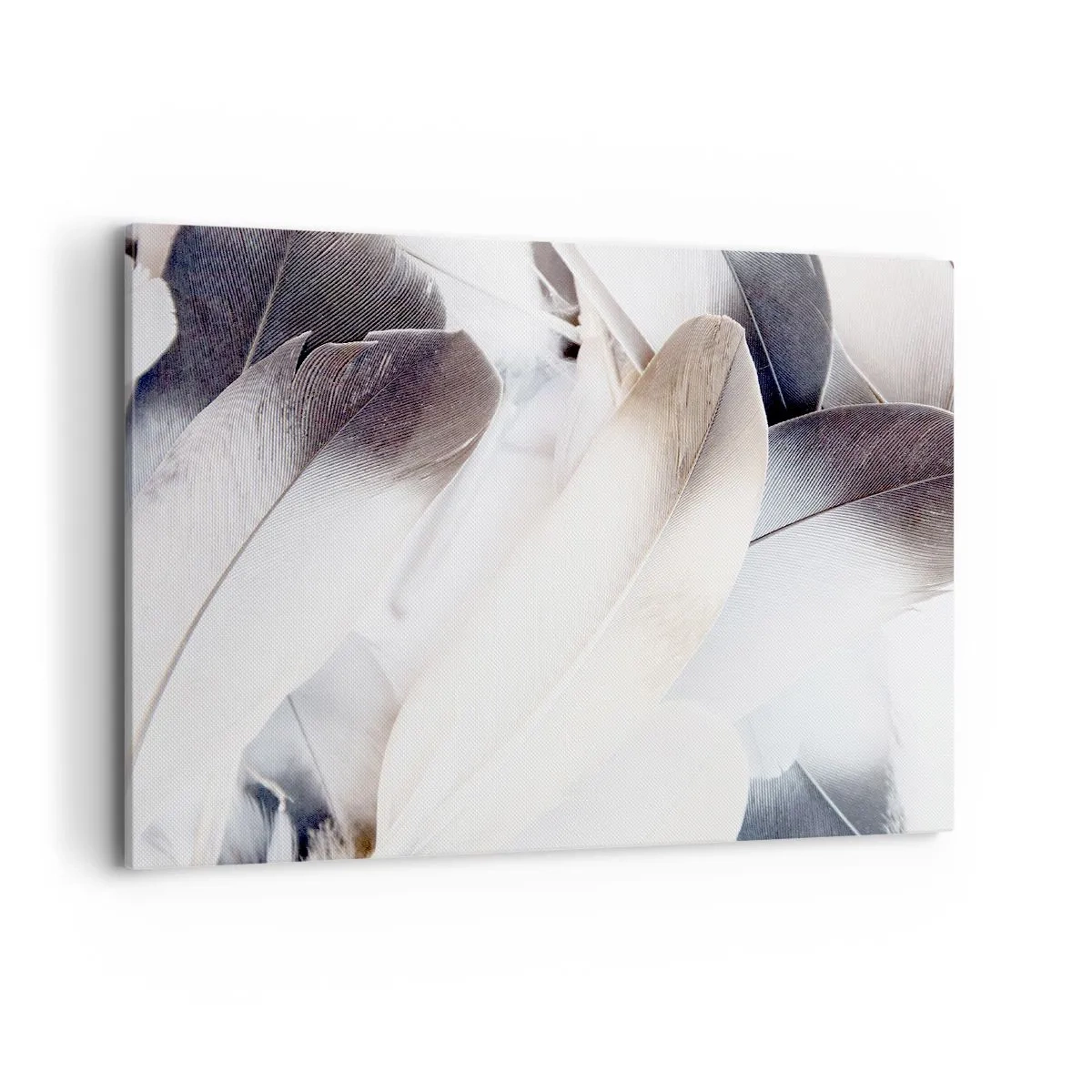 Bild auf Leinwand - Leinwandbild - Nahaufnahme zarter Federn in Weiß- und Grautönen - 100x70cm - Fast engelhaft - Moderne Wanddekoration für Wohnzimmer und Schlafzimmer ARTTOR