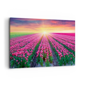 Bild auf Leinwand - Leinwandbild - Ein Tulpenfeld bei Sonnenuntergang - 120x80cm - Schönheitsfarm - Moderne Wanddekoration für Wohnzimmer und Schlafzimmer ARTTOR