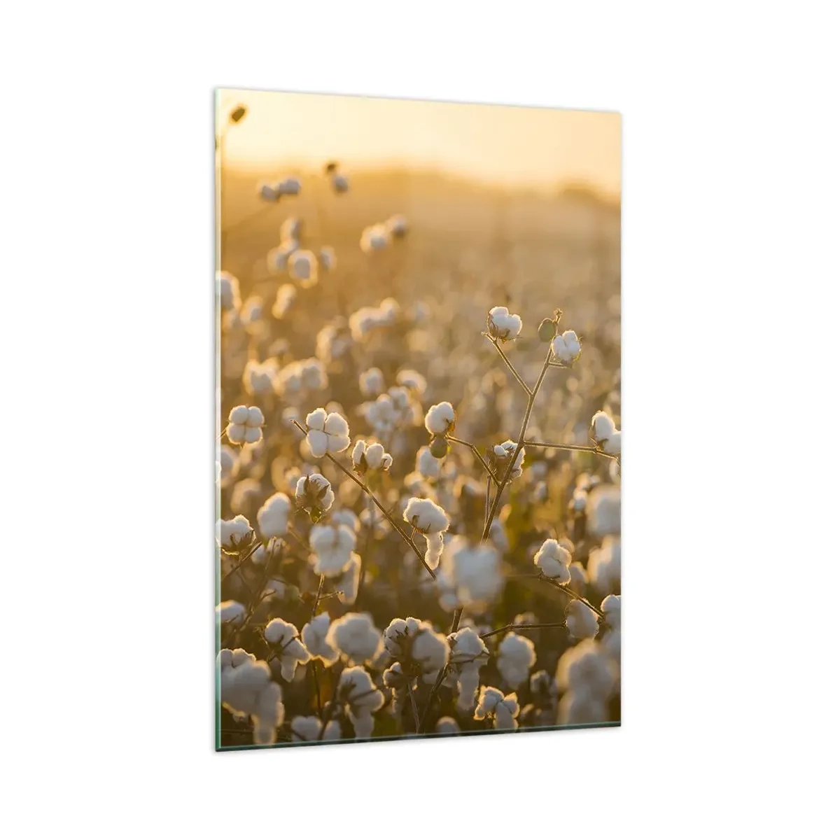 Glasbild - Bild auf glas - Ein Baumwollfeld im warmen Licht der untergehenden Sonne - 80x120cm - Fluffiges Feld - Moderne Wanddekoration für Wohnzimmer und Schlafzimmer ARTTOR