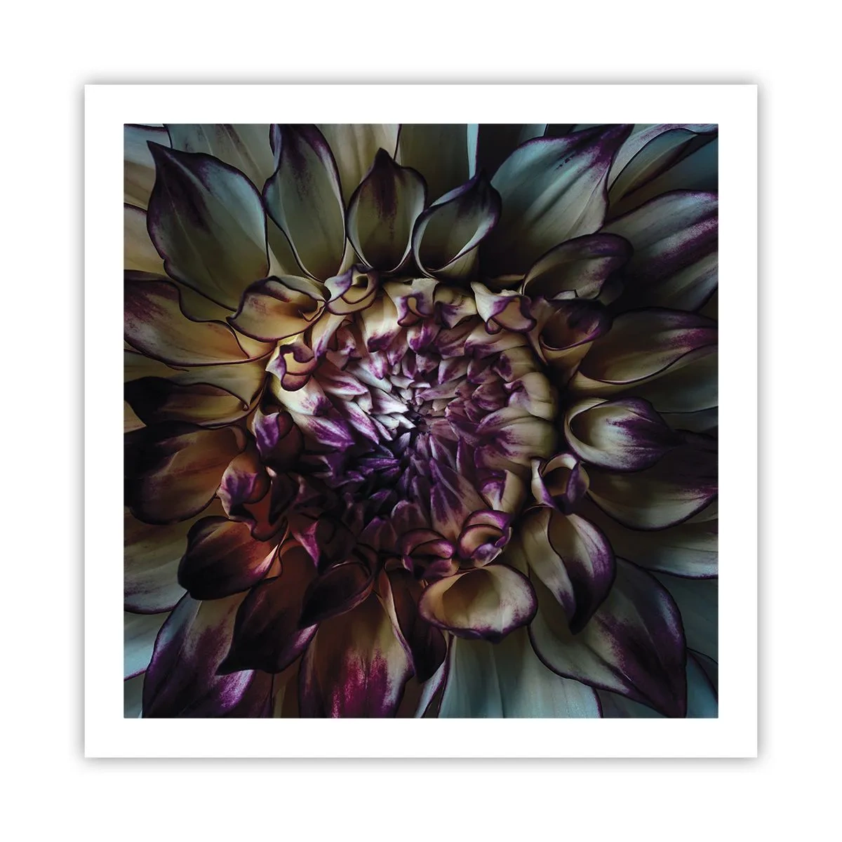 Poster - Die Blütezeit der Jugend - 60x60 cm