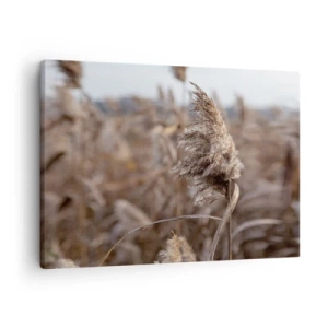 Bild auf Leinwand - Leinwandbild - Zarte Gräser in Beigetönen vor dem Hintergrund der Natur - 70x50cm - Zeit, mit dem Wind zu gehen - Moderne Wanddekoration für Wohnzimmer und Schlafzimmer ARTTOR