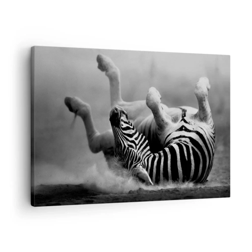 Bild auf Leinwand - Leinwandbild - Ein schwarz-weißes Zebra rollt im Sand - 70x50cm - Nicht nur das Pferd würde lachen - Moderne Wanddekoration für Wohnzimmer und Schlafzimmer ARTTOR