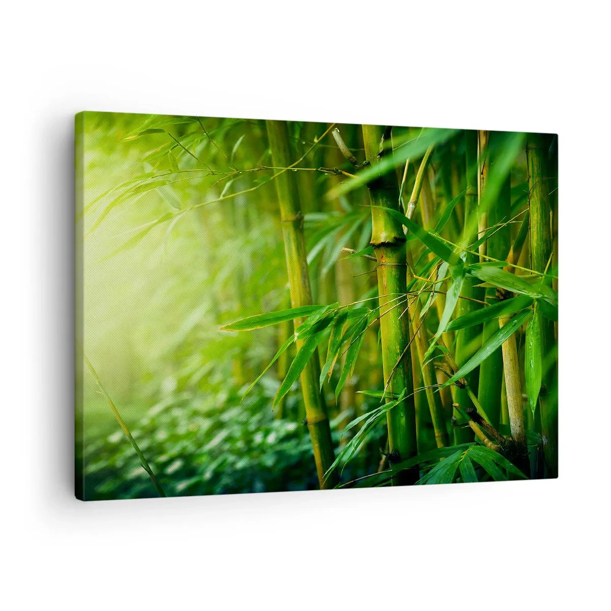 Bild auf Leinwand - Leinwandbild - Grüner Bambuswald in sanftem Licht - 70x50cm - Lerne Grün selbst kennen - Moderne Wanddekoration für Wohnzimmer und Schlafzimmer ARTTOR