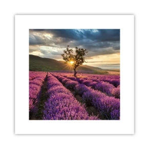 Poster - Fliederfarbenes Aroma - 30x30 cm