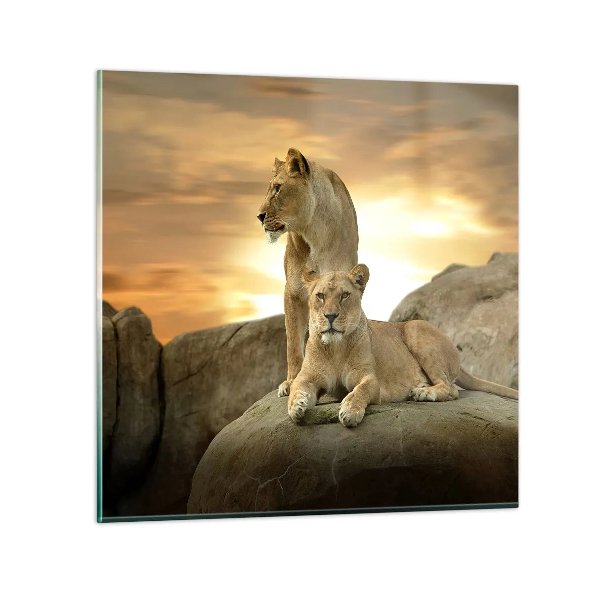 Glasbild - Bild auf glas - Königliche Majestät - 50x50 cm