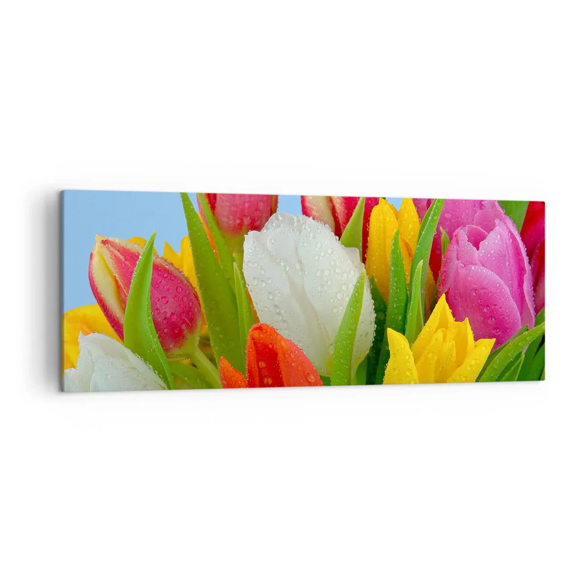 Bild auf Leinwand - Leinwandbild - Bunte Tulpen mit Tautropfen auf blauem Hintergrund bedeckt - 140x50cm - Ein blumiger Regenbogen in Tautropfen - Moderne Wanddekoration für Wohnzimmer und Schlafzimmer ARTTOR