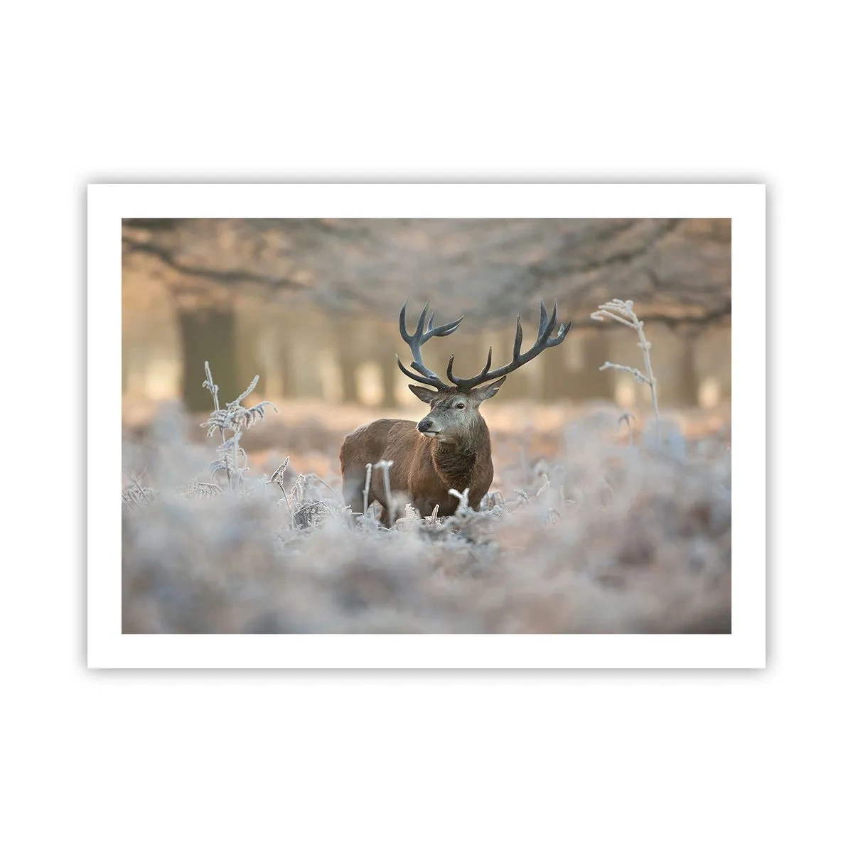 Poster - Ein flotter Morgen - 70x50 cm