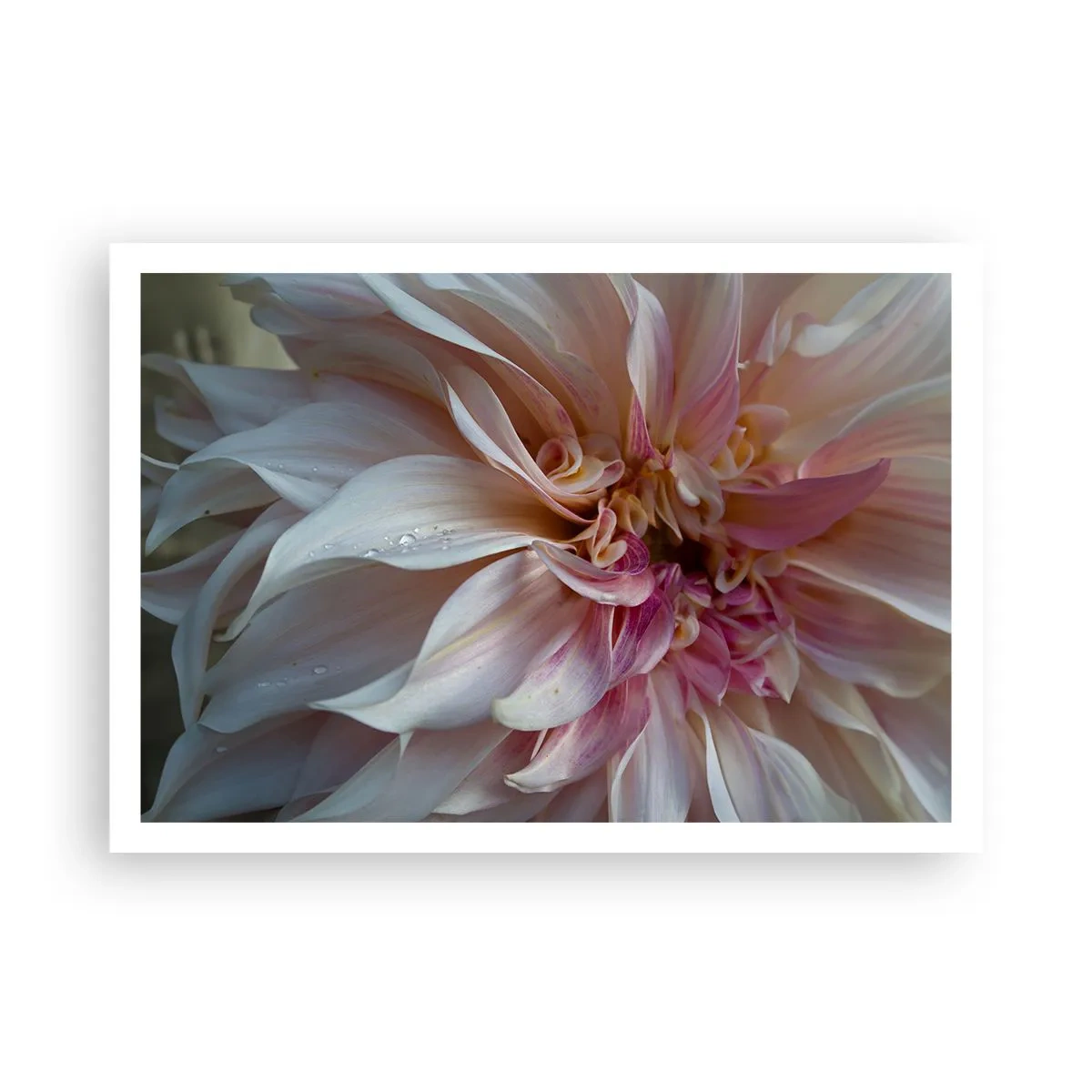 Poster - Nahaufnahme von zarten rosa Blütenblättern mit Wassertropfen - 100x70cm - Blühende Frische - Moderne Wanddekoration für Wohnzimmer und Schlafzimmer ARTTOR