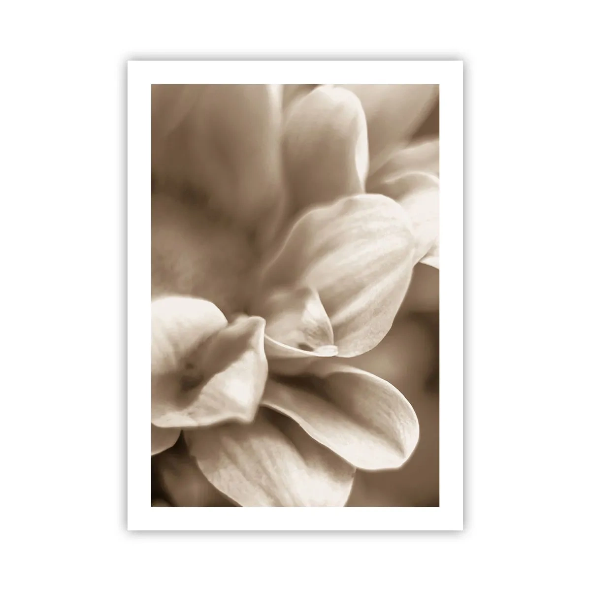 Poster - Eine Nahaufnahme von zarten Blütenblättern in Sepiatönen - 50x70cm - So sanft wie ein Lächeln - Moderne Wanddekoration für Wohnzimmer und Schlafzimmer ARTTOR