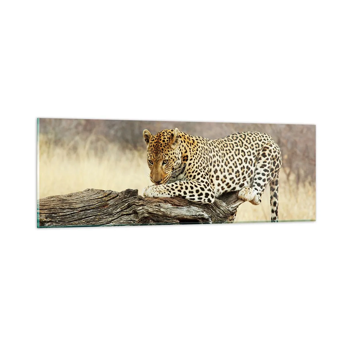 Glasbild - Bild auf glas - Ich gehe meine eigenen Wege - 90x30 cm