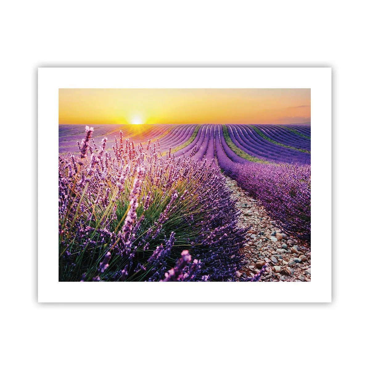 Poster - Duftende Kornfelder - 50x40 cm