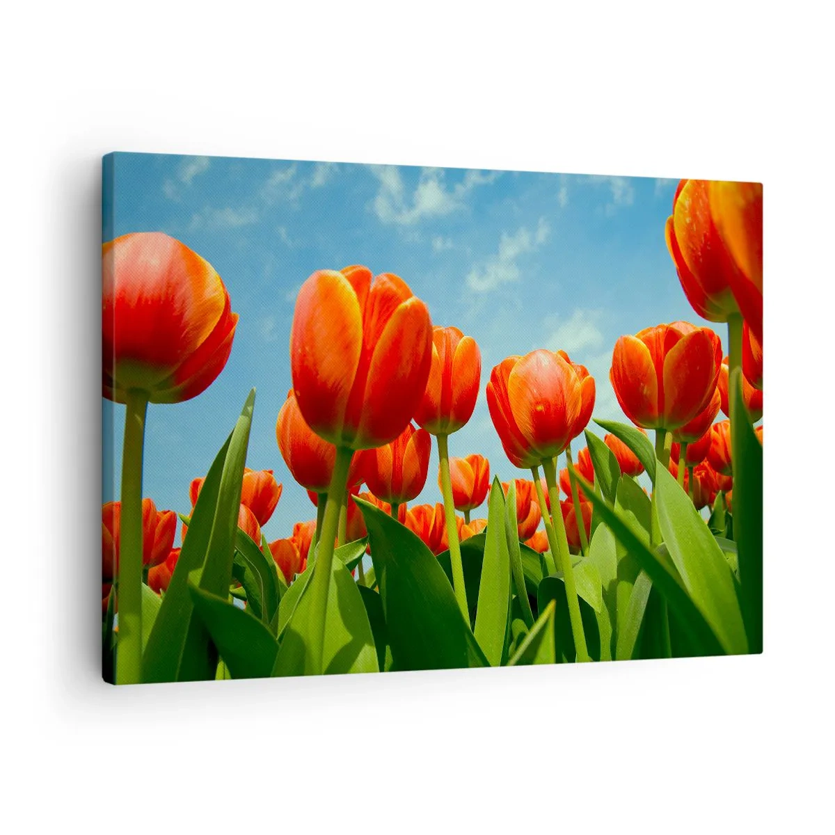 Bild auf Leinwand - Leinwandbild - Ein Feld mit roten und orangefarbenen Tulpen vor blauem Himmel - 70x50cm - Außer dem blauen Himmel brauchen sie nichts in ihrem Leben - Moderne Wanddekoration für Wohnzimmer und Schlafzimmer ARTTOR
