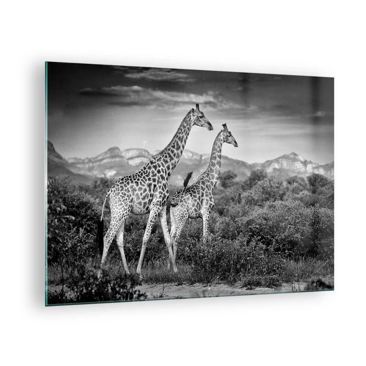 Glasbild - Bild auf glas - Ein Schwarzweißfoto von zwei Giraffen in der Savanne. - 70x50cm - Hohe Sphären in Afrika - Moderne Wanddekoration für Wohnzimmer und Schlafzimmer ARTTOR
