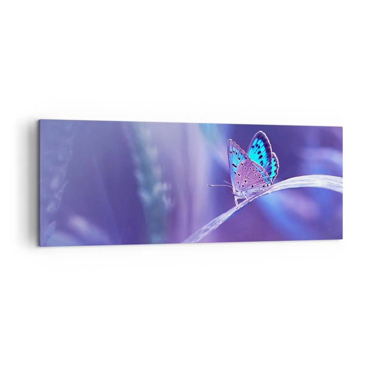 Bild auf Leinwand - Leinwandbild - Ein zarter blauer Schmetterling auf einem Stängel in violettem Licht - 140x50cm - Ein Juwel der Natur - Moderne Wanddekoration für Wohnzimmer und Schlafzimmer ARTTOR