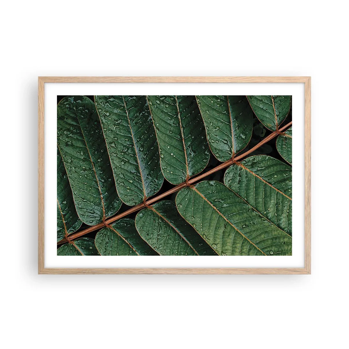 Poster in einem Rahmen aus heller Eiche - Im grünen Rhythmus - 70x50 cm