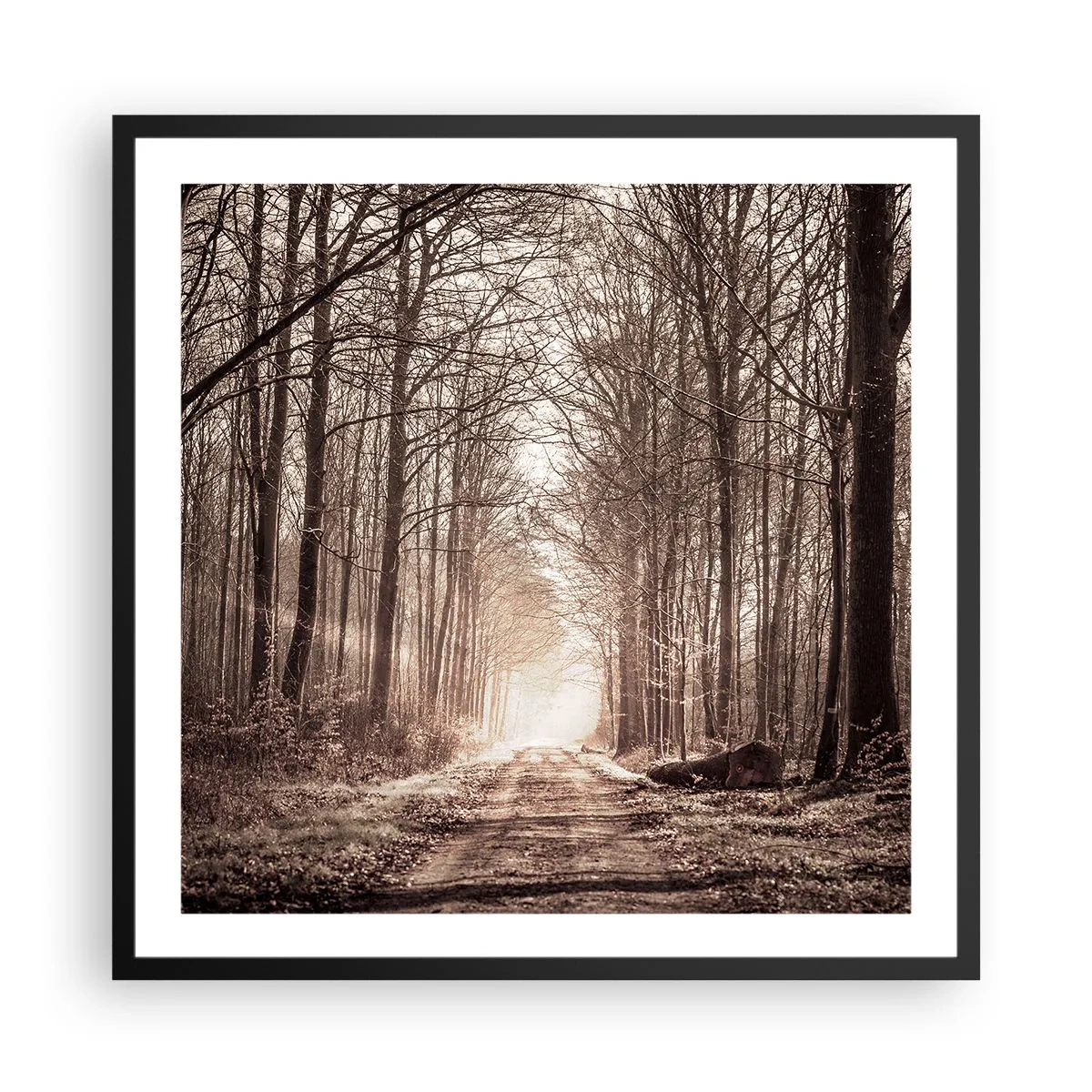 Poster in einem schwarzem Rahmen - Waldkathedrale - 60x60 cm